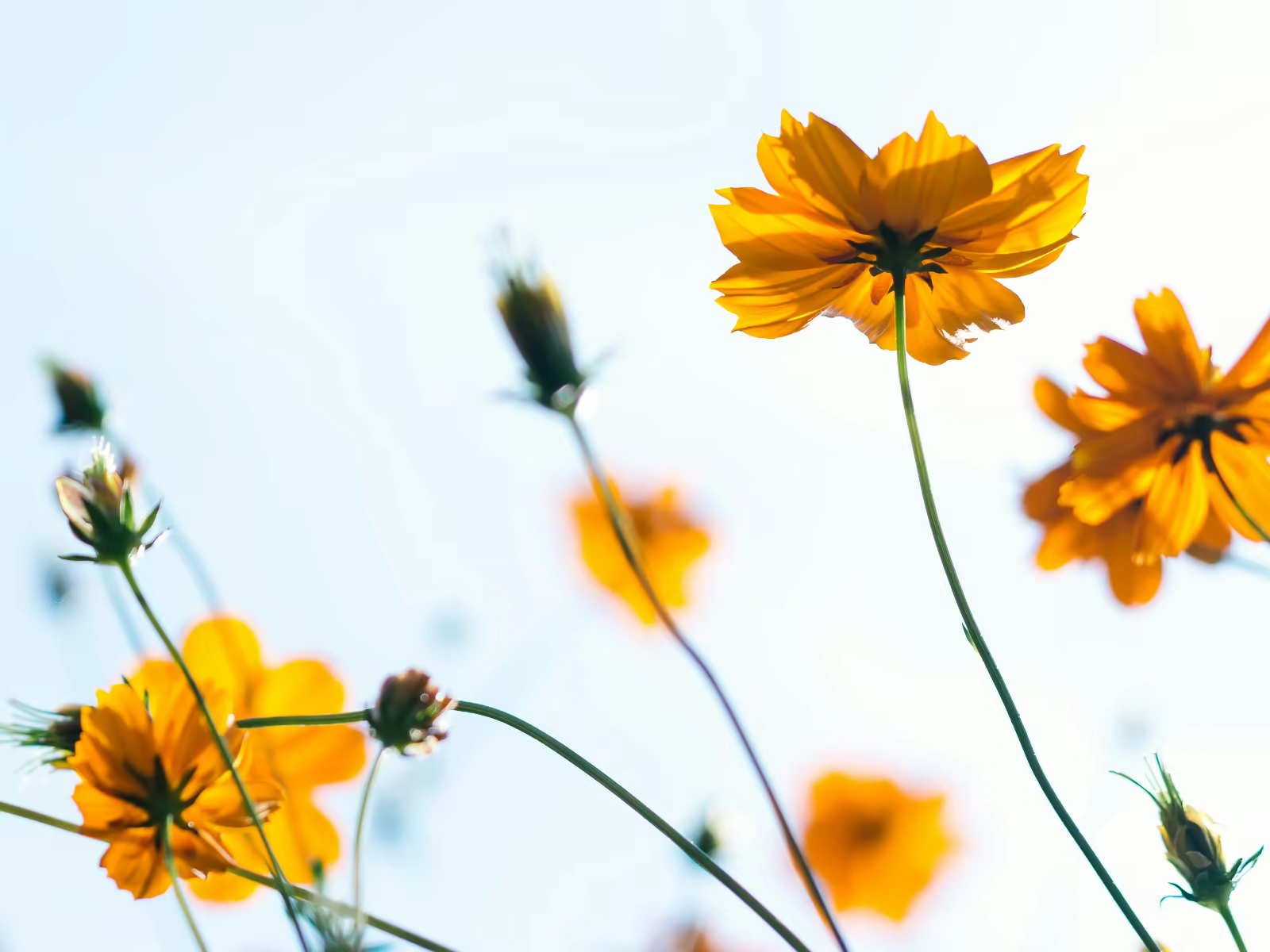 Yellow wildflowers.