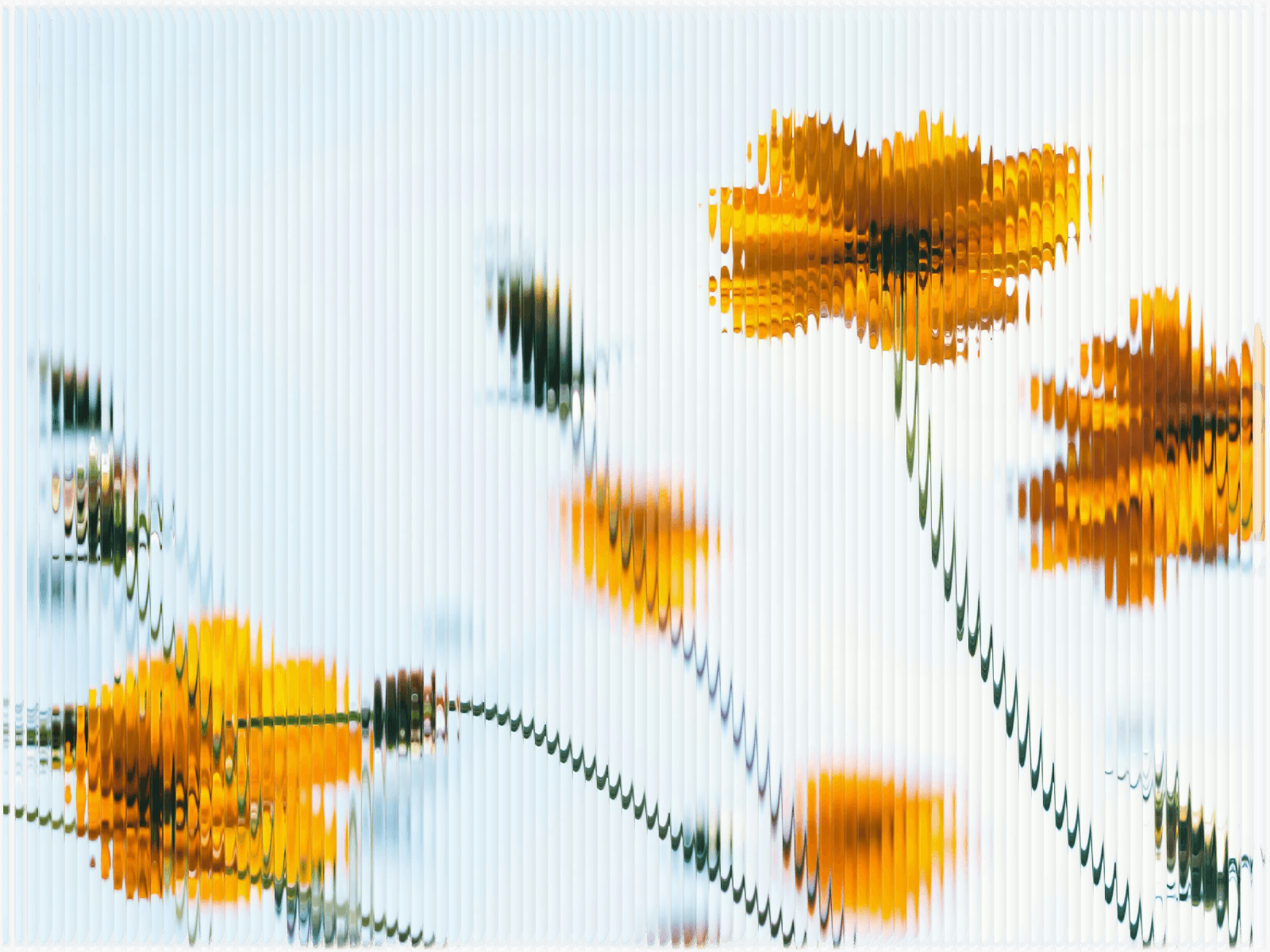 Fluted glass distortion of yellow wildflowers.